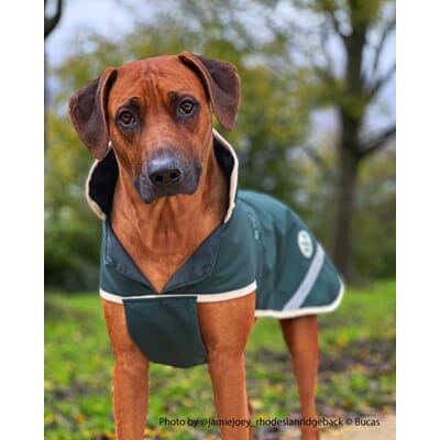 P-88285 P-88285 -Miljø -Ambassador -jamiejoey_rhodesianridgeback Greenline Dog Rug.jpg